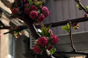 Ніщо не зупинить весну: в Одесі цвітуть сакури та магнолії фото 1