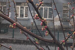 Ничто не остановит весну: в Одессе цветут сакуры и магнолии фото 2