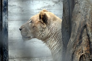 В Одесу привезли двох білих левів їхнього Харківського екопарку, який обстріляли окупанти фото