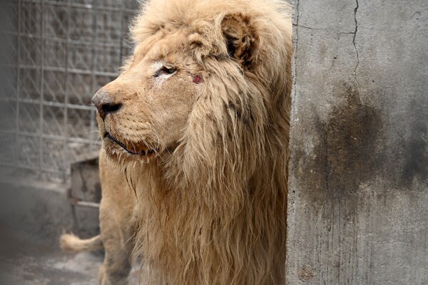 В Одесу привезли двох білих левів їхнього Харківського екопарку, який обстріляли окупанти фото 1