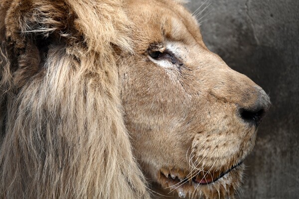 В Одесу привезли двох білих левів їхнього Харківського екопарку, який обстріляли окупанти фото 3