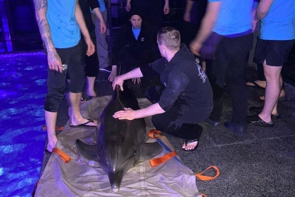Через загрозу обстрілів до Одеси евакуювали дельфінів із Харкова фото 1