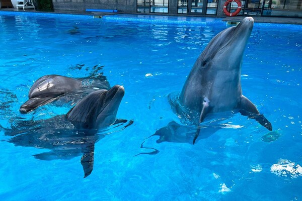 Через загрозу обстрілів до Одеси евакуювали дельфінів із Харкова фото 2
