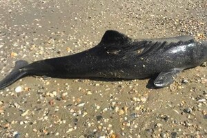Гинуть через війну: на одеському узбережжі помітили мертвих дельфінів фото