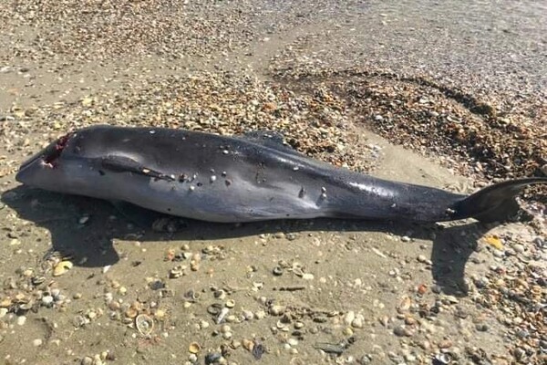 Гинуть через війну: на одеському узбережжі помітили мертвих дельфінів фото 1