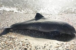 Гинуть через війну: на одеському узбережжі помітили мертвих дельфінів фото 2