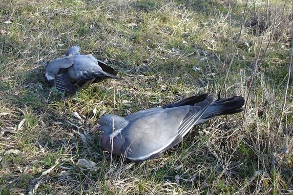 Массовая гибель птиц в Одесской области: cтала известна причина фото 1