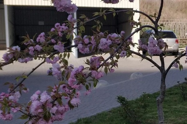 В Одесі цвітуть сакури: де помилуватися фото