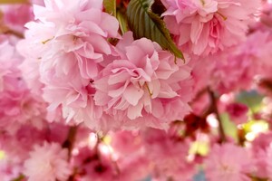 В Одесі цвітуть сакури: де помилуватися фото 1