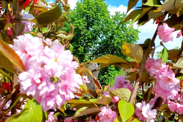 В Одесі цвітуть сакури: де помилуватися фото 3