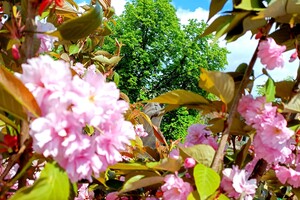 В Одесі цвітуть сакури: де помилуватися фото 3