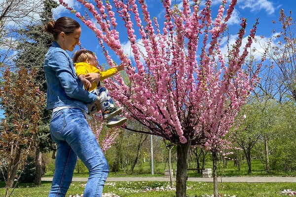 В Одесі цвітуть сакури: де помилуватися фото 4