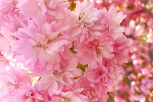 В Одессе цветут сакуры: где полюбоваться фото 5