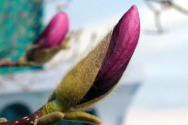 В Одесі цвітуть магнолії: де помилуватися фото