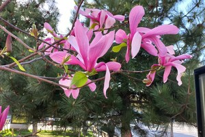 В Одесі цвітуть магнолії: де помилуватися фото 9