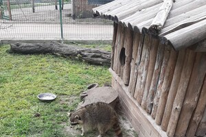 В Одеському зоопарку оселився єнот Сеня, якого врятували зоозахисники фото 2