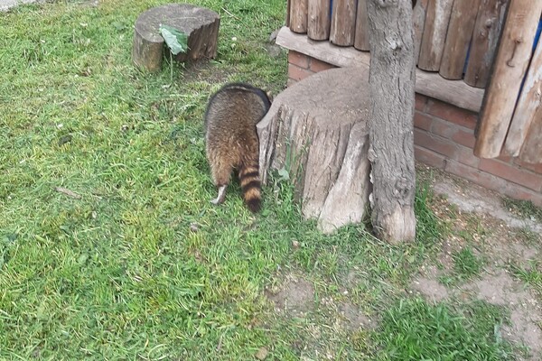 В Одеському зоопарку оселився єнот Сеня, якого врятували зоозахисники фото 3