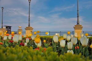 В Одессе возле набережной распустились сотни тюльпанов фото