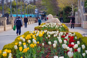 В Одесі біля набережної розпустилися сотні тюльпанів фото 7