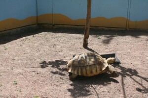 Возвращение животных и отказ от эвакуации: как работает одесский зоопарк  фото 19