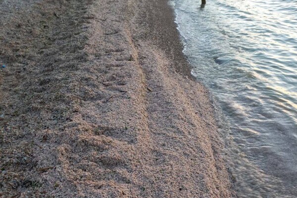 На Хаджибейському лимані масовий мор креветок: ними усіяний берег фото