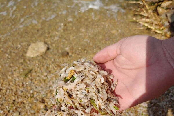На Хаджибейском лимане массовый мор креветок: ими усеян берег фото 1