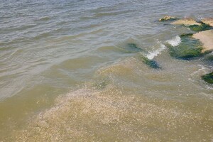 На Хаджибейському лимані масовий мор креветок: ними усіяний берег фото 2