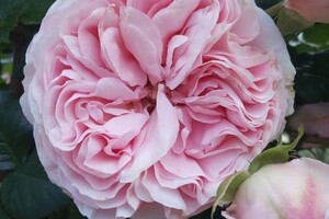 Милуємось: в одеському ботсаду цвіте розарій фото
