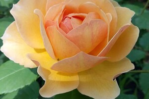 Милуємось: в одеському ботсаду цвіте розарій фото 2