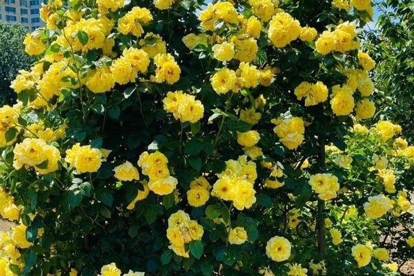 Милуємось: в одеському ботсаду цвіте розарій фото 3