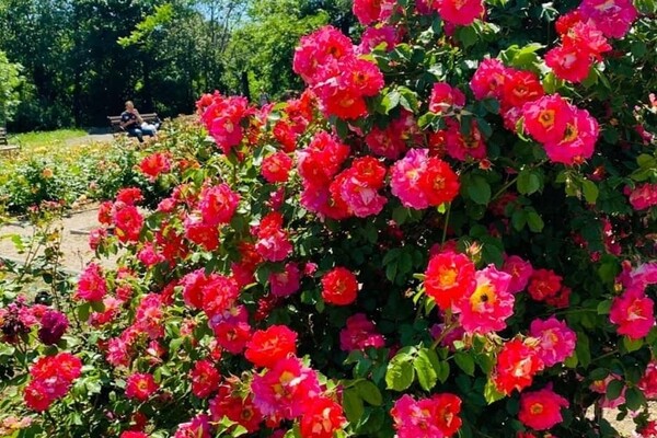 Милуємось: в одеському ботсаду цвіте розарій фото 4