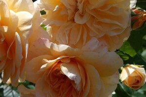 Милуємось: в одеському ботсаду цвіте розарій фото 5