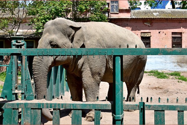 Заходи та нові поповнення: як живе одеський зоопарк під час війни фото