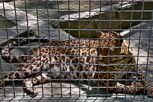 Заходи та нові поповнення: як живе одеський зоопарк під час війни фото 13