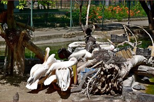 Мероприятия и новые пополнения: как живет одесский зоопарк во время войны фото 15