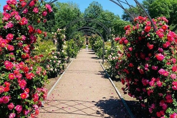 В Одесі цвітуть троянди: дивись, як це гарно фото 3