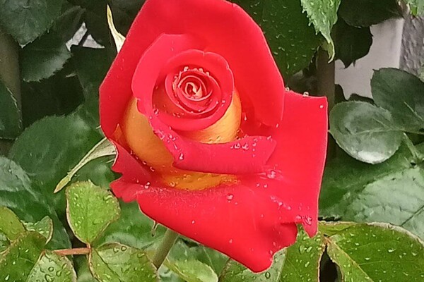 В Одесі цвітуть троянди: дивись, як це гарно фото 4