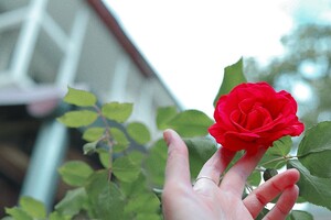 В Одесі цвітуть троянди: дивись, як це гарно фото 6
