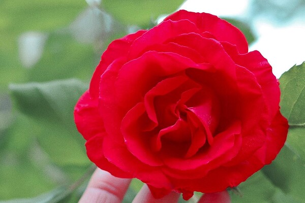 В Одесі цвітуть троянди: дивись, як це гарно фото 7