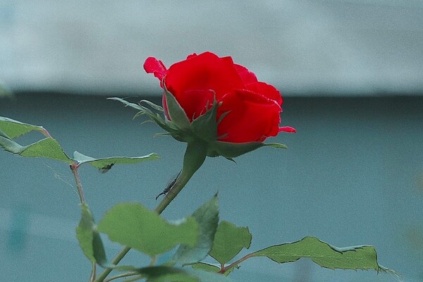 В Одесі цвітуть троянди: дивись, як це гарно фото 8