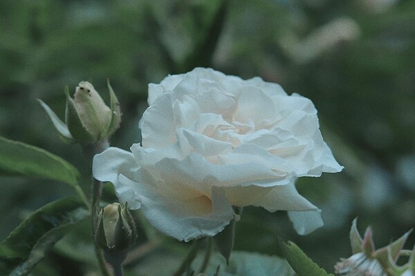 В Одесі цвітуть троянди: дивись, як це гарно фото 9