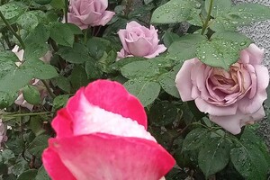 В Одесі цвітуть троянди: дивись, як це гарно фото 10
