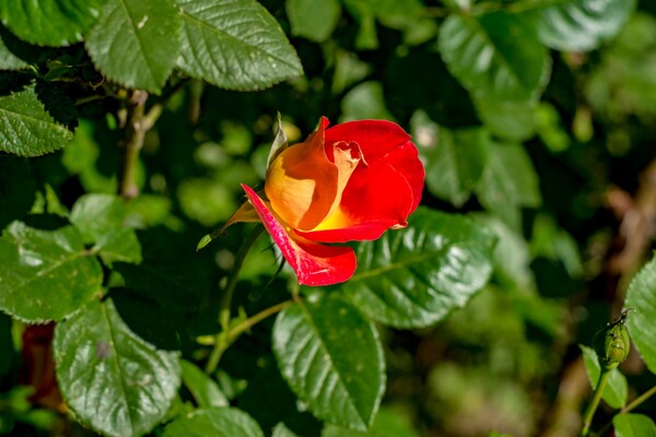 В Одесі цвітуть троянди: дивись, як це гарно фото 11
