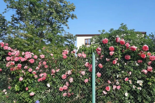 В Одесі цвітуть троянди: дивись, як це гарно фото 12