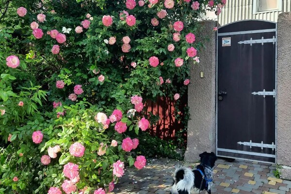 В Одесі цвітуть троянди: дивись, як це гарно фото 13