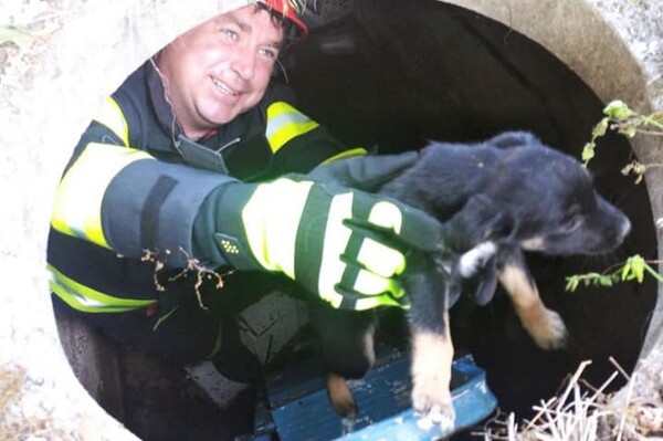 Доставали корову и собаку из смертельных ловушек: как прошли сутки у одесских спасателей фото 1