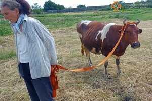 Доставали корову и собаку из смертельных ловушек: как прошли сутки у одесских спасателей фото 3