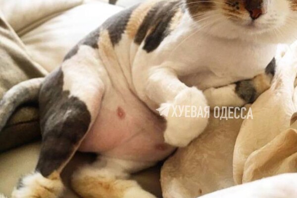 В Одессе девушка на Mercedes выбросила 13-летнюю кошку (видео) фото 2
