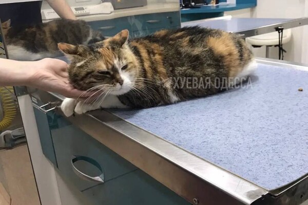 В Одессе девушка на Mercedes выбросила 13-летнюю кошку (видео) фото 4