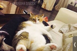 В Одессе девушка на Mercedes выбросила 13-летнюю кошку (видео) фото 5